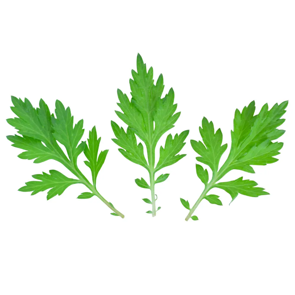 Bylica pospolita (mugwort) – roślinny składnik kojący i łagodzący w koreańskiej pielęgnacji Beauty of Joseon