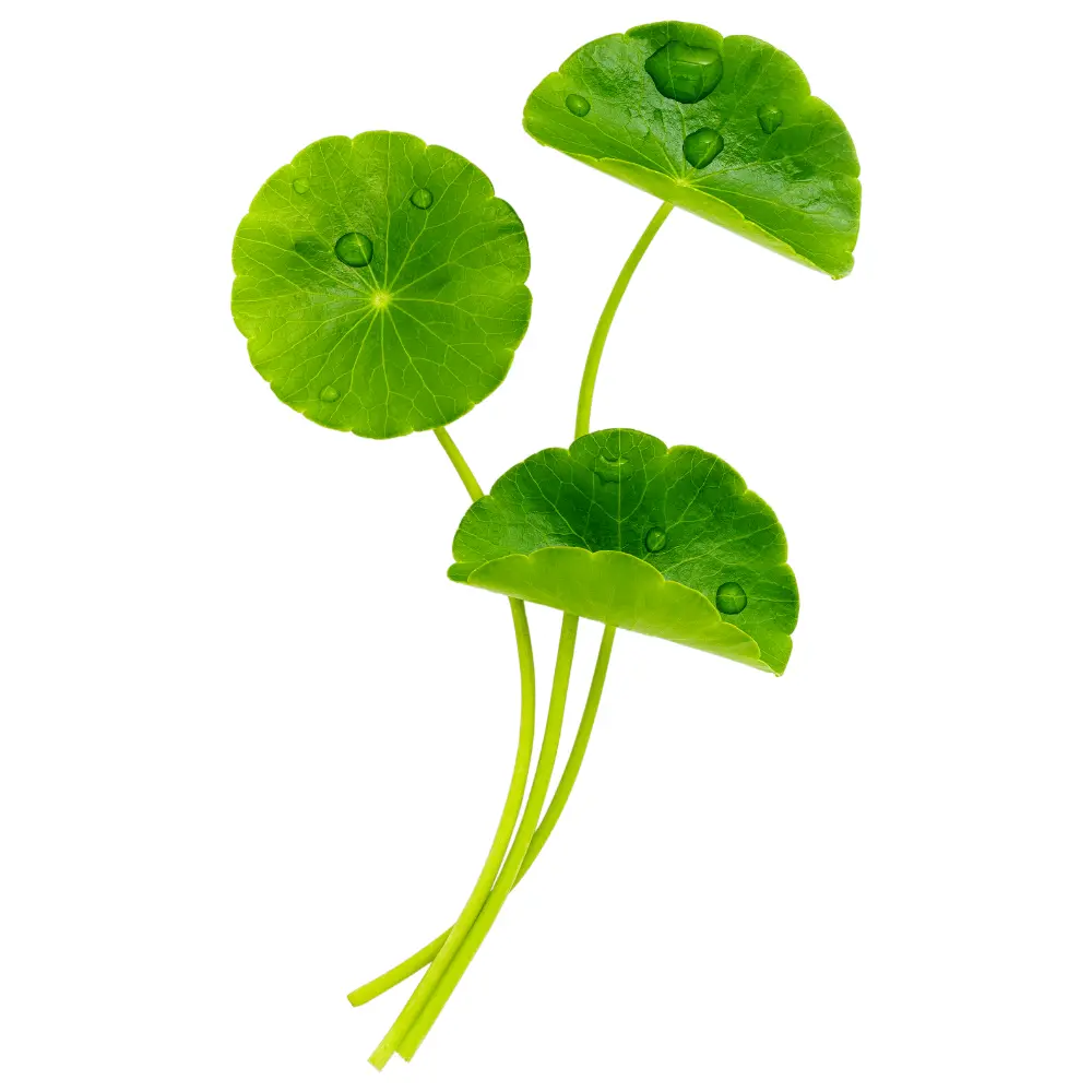 Wąkrota azjatycka Centella Asiatica – składnik regenerujący i kojący skórę w kosmetykach Beauty of Joseon