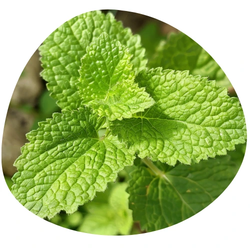 Ekstrakt z Liści Melisy (Melissa Officinalis)