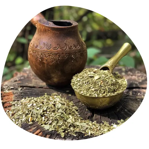 Ekstrakt z Owoców Yerba Mate