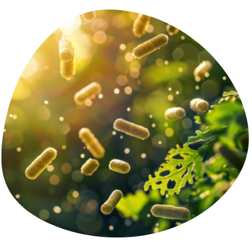 Lactococcus Ferment Lysate (Postbiotyk)