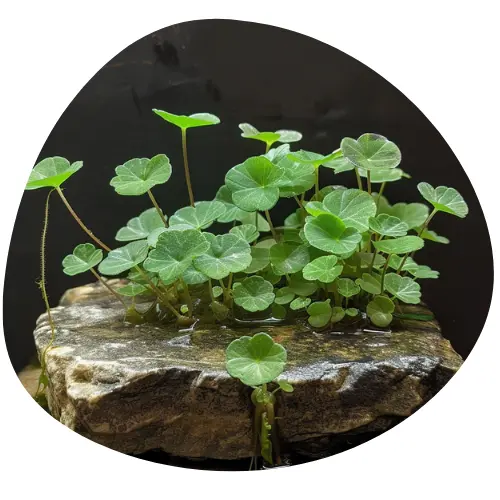 Ekstrakt z Wąkroty Azjatyckiej (Centella Asiatica)